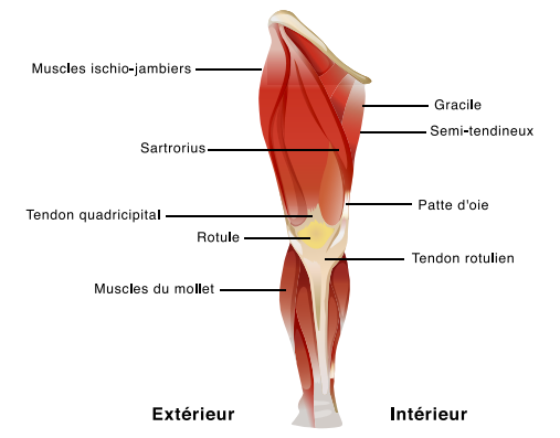Muscles jambe droite